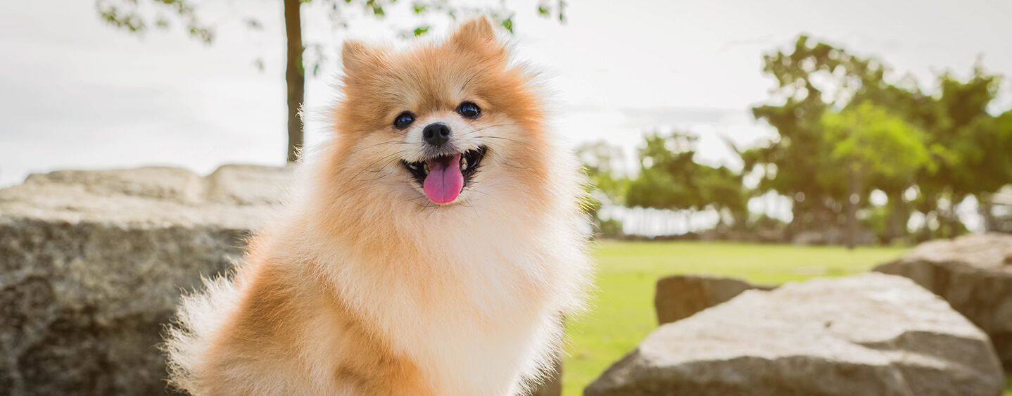 Small white store fluffy dog breed